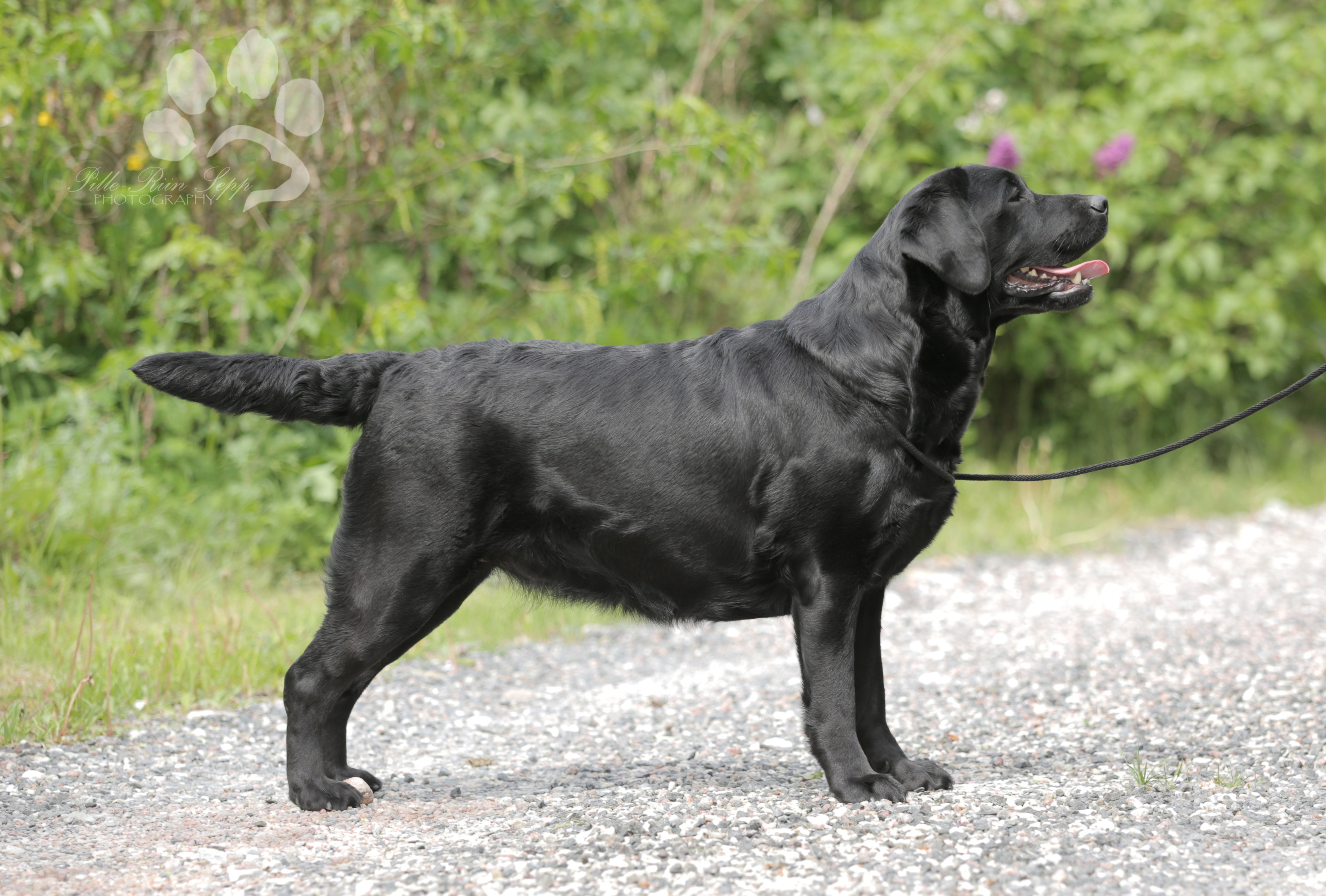 labradori retriiveri kutsikad