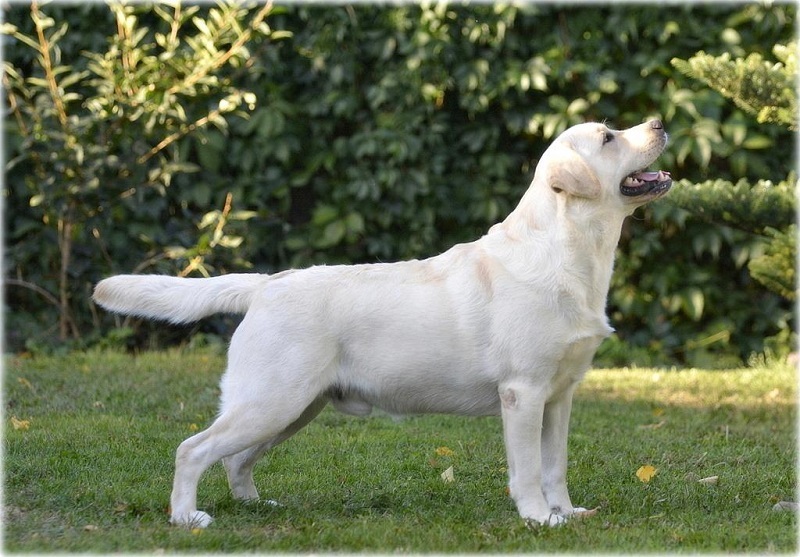 labradori retriiveri kutsikad