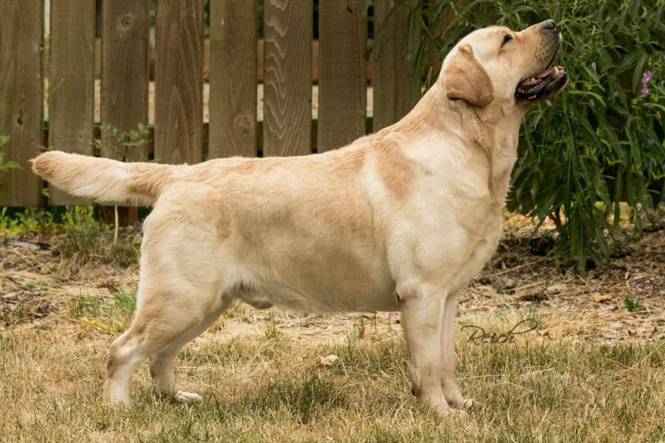 labrador retriever puppies
