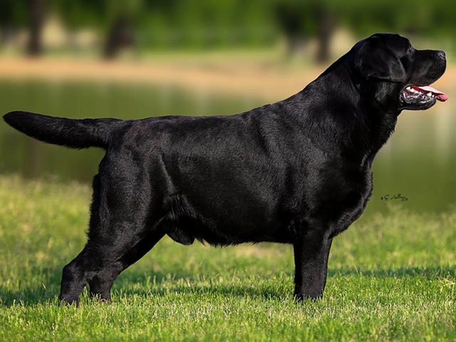 labradori retriiveri kutsikad