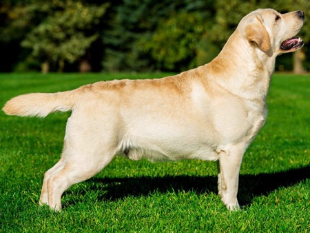 labradori retriiveri kutsikad
