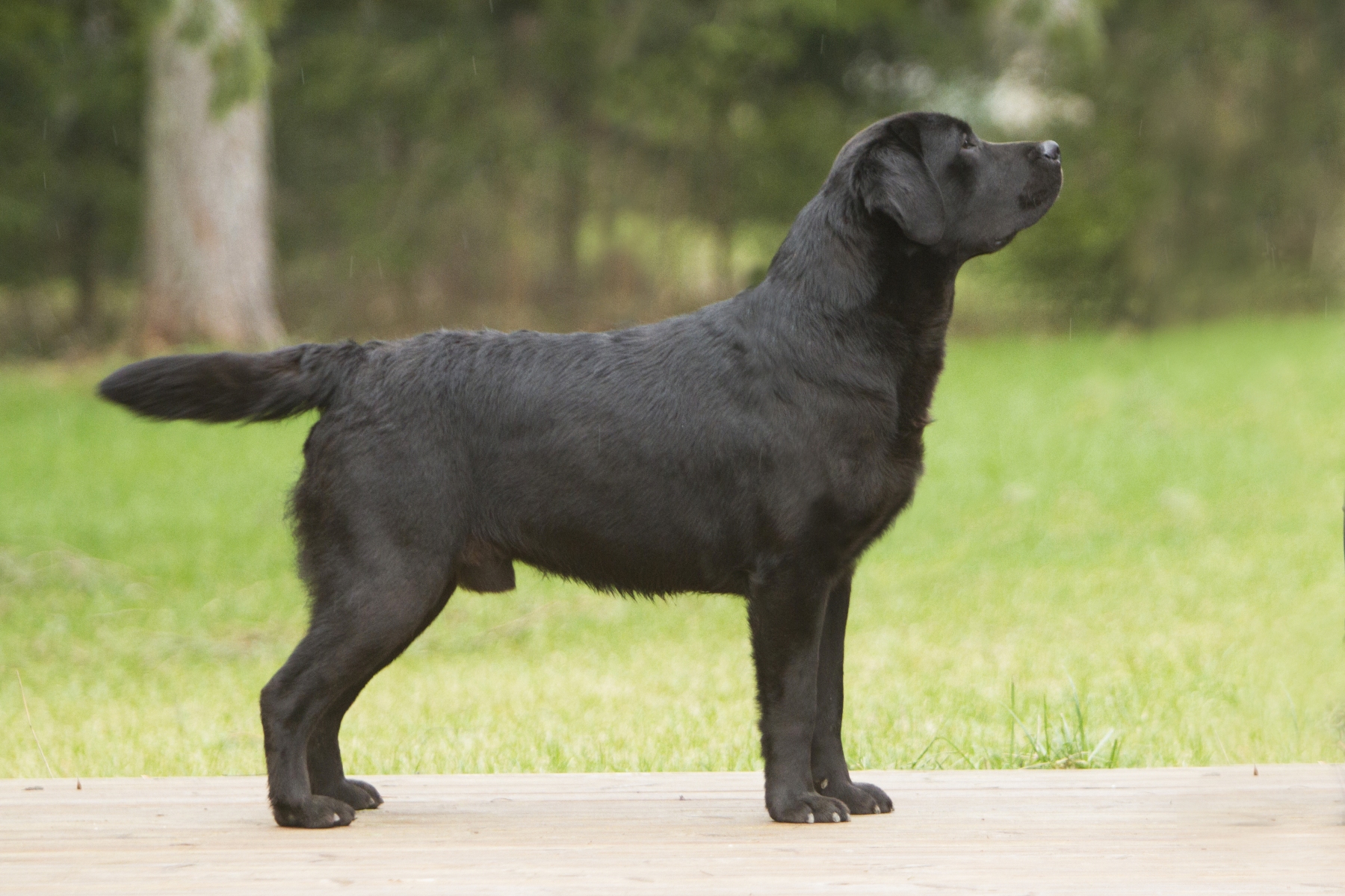 labradori retriiveri kutsikad