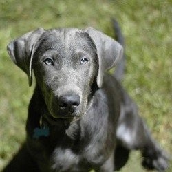 silver-labrador-retriever