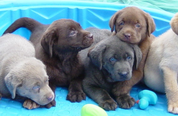 silver charcoal and champagne labs