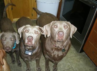 silverwaterlabs