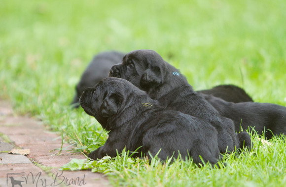 LAST-litter